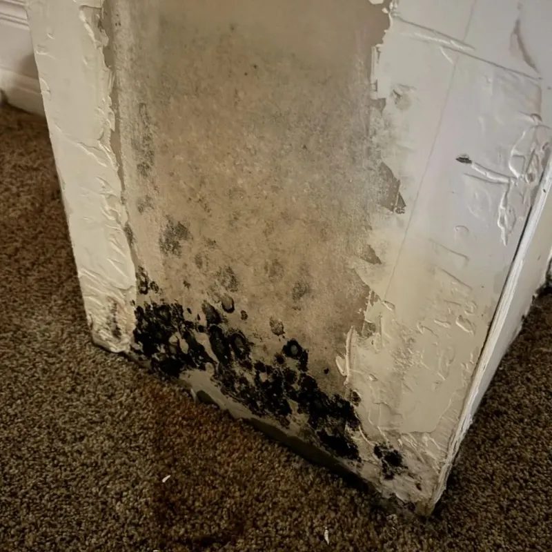 Professional Mold Removal in Sylva, NC